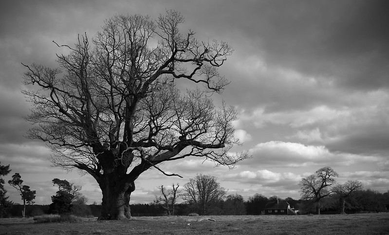 An old oak tree in winter