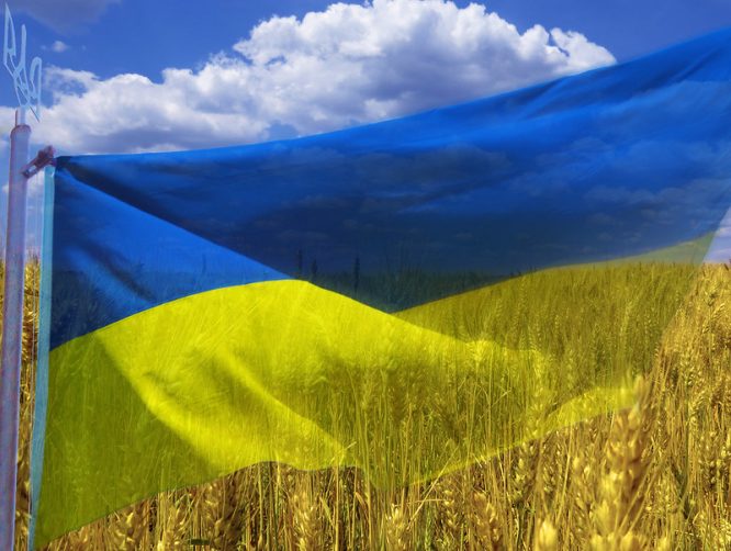 Ukrainian flag in blue and yellow, wrapped over sky and grain