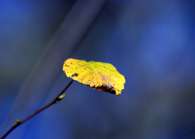 A single yellow autumn leaf